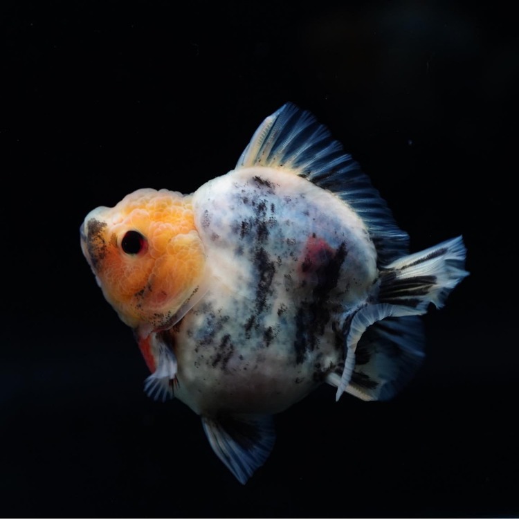 MENG&amp;SHOGUN ROSETAIL ORANDA_맹&amp;쇼군 로즈테일 오란다/ 10-11cm전후급_숫추정/ MENG&amp;SHOGUN_0228_11