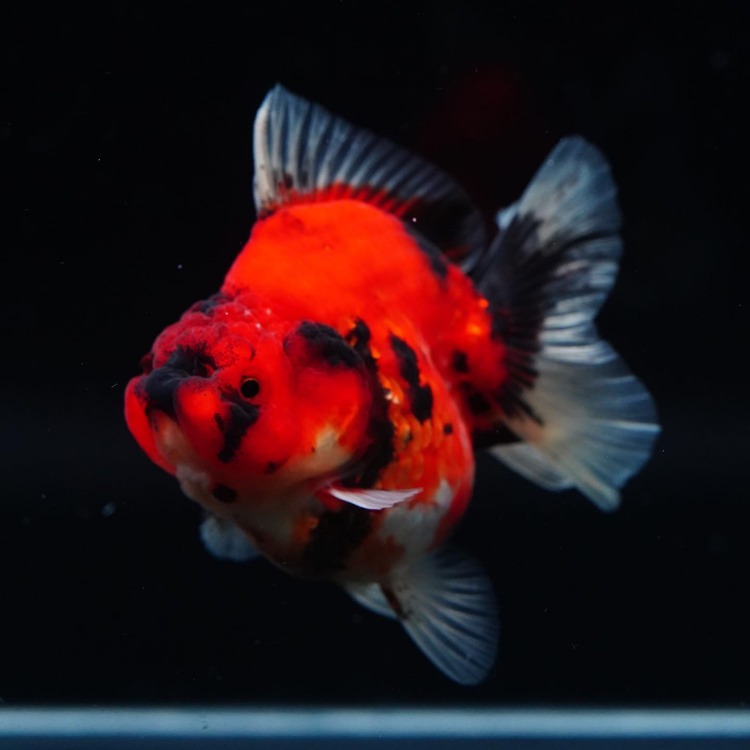 MENG&amp;SHOGUN ROSETAIL ORANDA_맹&amp;쇼군 로즈테일 오란다/ 10-11cm전후급_암추정/ MENG&amp;SHOGUN_0228_20