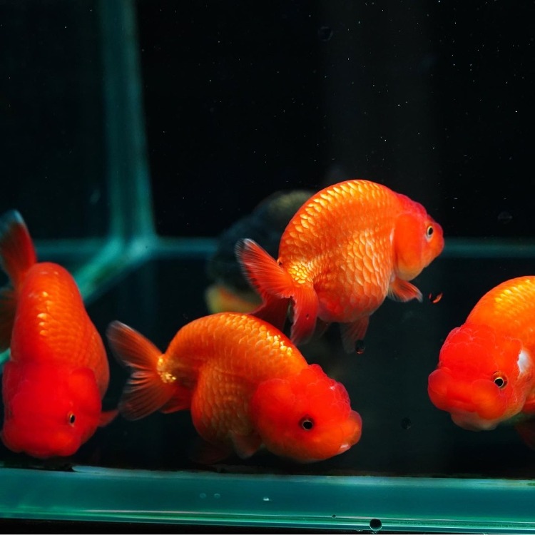 [RANDUM] FILM HYBRID RED RANCHU_프림 하이브리드 홍백 난주/ 8cm