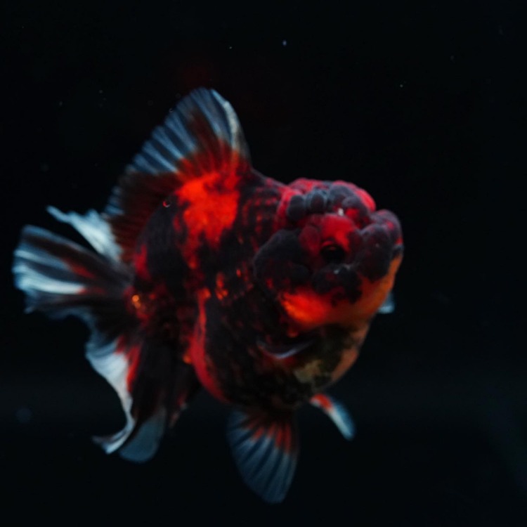 MENG&amp;SHOGUN ROSETAIL ORANDA_맹&amp;쇼군 로즈테일 오란다/ 10-11cm전후급_숫추정/ MENG&amp;SHOGUN_0228_17