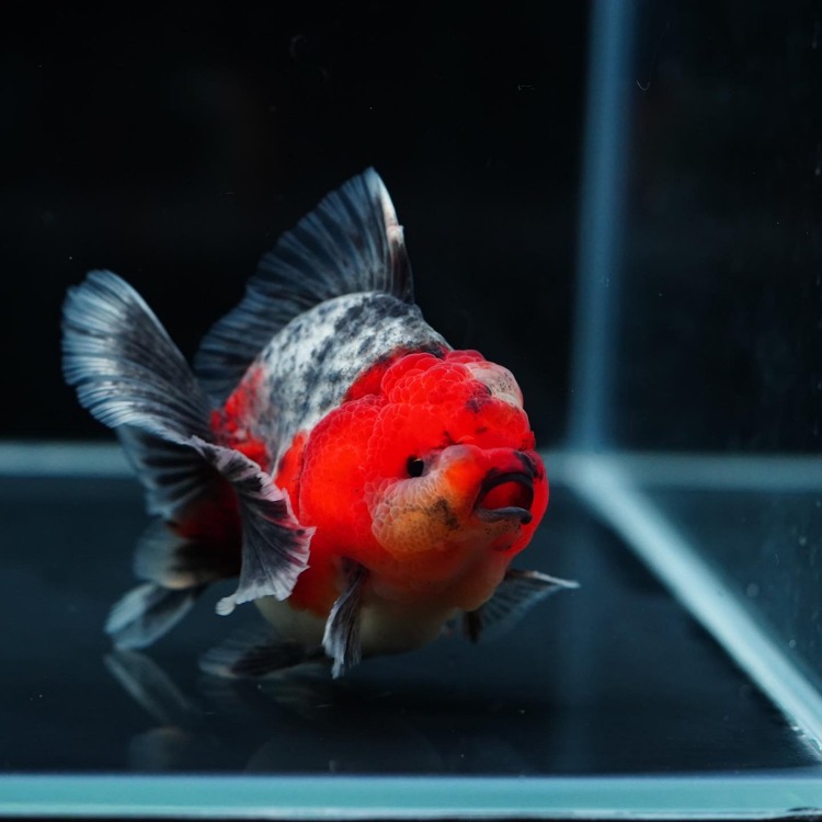 MENG&amp;SHOGUN ROSETAIL ORANDA_맹&amp;쇼군 로즈테일 오란다/ 10-11cm전후급_수컷추정/ MENG&amp;SHOGUN_0228_6