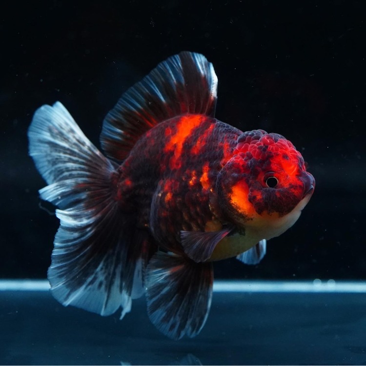 FILM QUALITY ROSETAIL ORANDA_프림 퀄리티 로즈테일 오란다/ 11cm전후_암추정/ FILM_0216_14