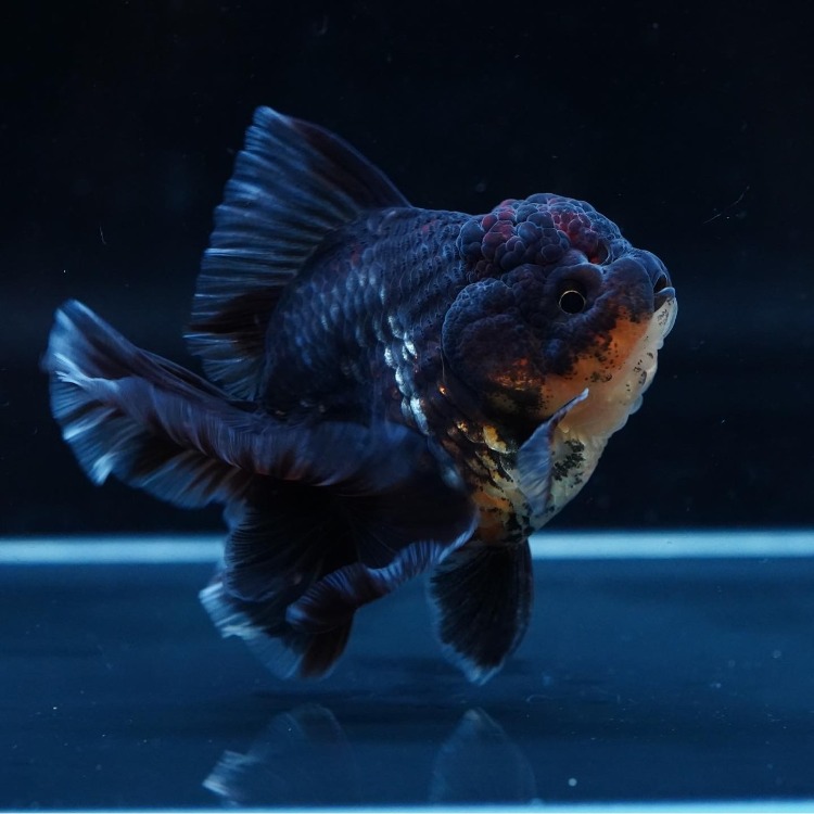 FILM QUALITY ROSETAIL ORANDA_프림 퀄리티 로즈테일 오란다/ 11cm전후_암추정/ FILM_0216_11