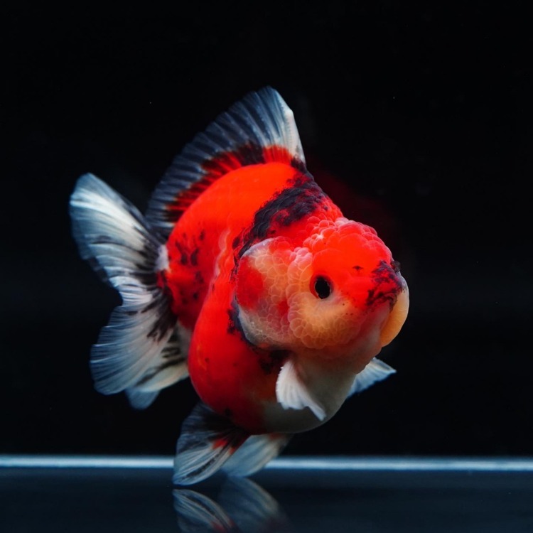 MENG&amp;SHOGUN ROSETAIL ORANDA_맹&amp;쇼군 로즈테일 오란다/ 10-11cm전후급_수컷추정/ MENG&amp;SHOGUN_0228_1