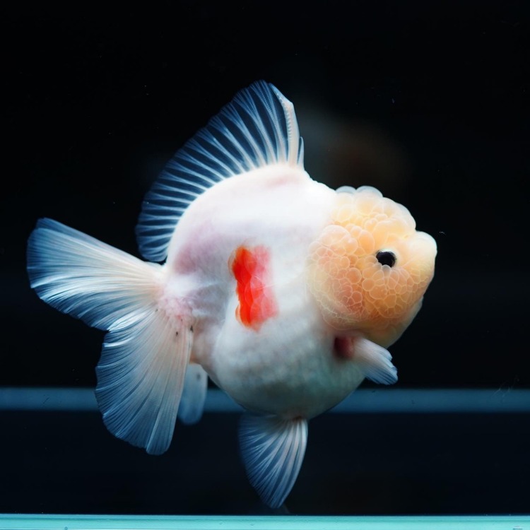 MENG&amp;SHOGUN ROSETAIL ORANDA_맹&amp;쇼군 로즈테일 오란다 11-12cm전후급_암추정/ MENG&amp;SHOGUN_0327-7