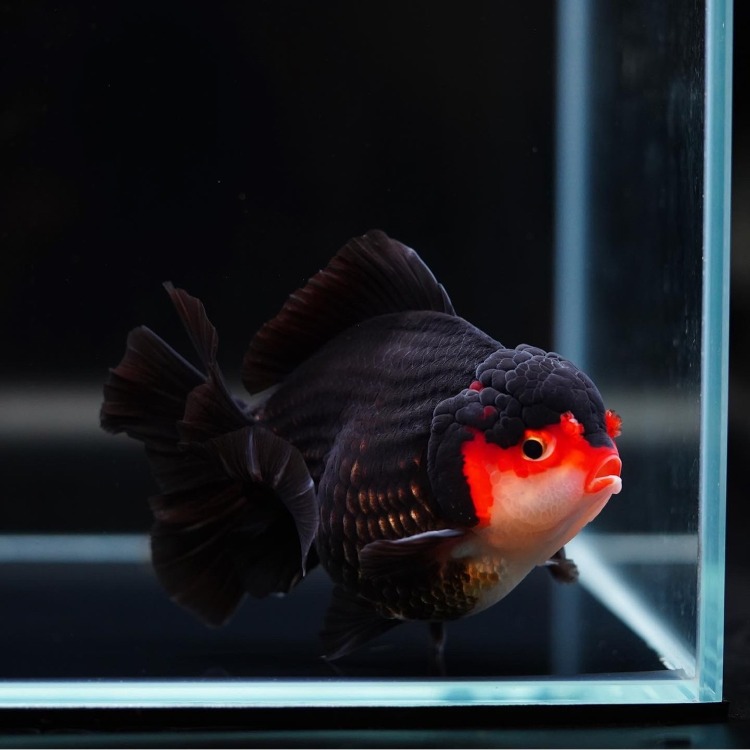 LILIKAZ CHUBBY SHORT TAIL ORANDA_리리카즈 츄비 오란다/ 11-12cm_수컷추정/ LILIKAZ_0505_01