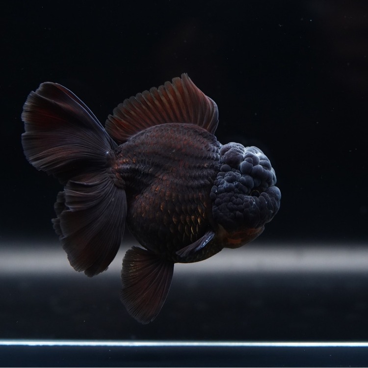 LILIKAZ ROSETAIL ORANDA_리리카즈 로즈테일 오란다/ 12-13cm_수컷추정/ LILIKAZ_0525_5