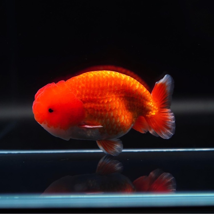 MENG HYBRID RANCHU_맹 하이브리드 난주/ 12cm_수컷추정/ MENG_0509_5