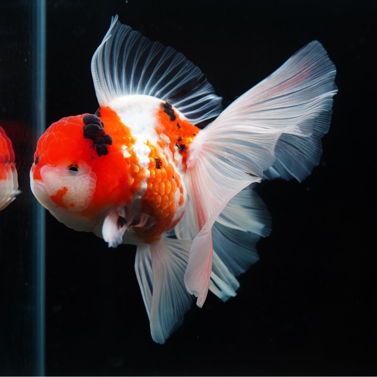 KUNU BIG TAIL ORANDA_쿠누 빅테일 오란다/ 16cm_수컷추정/ KUNU_0505_05