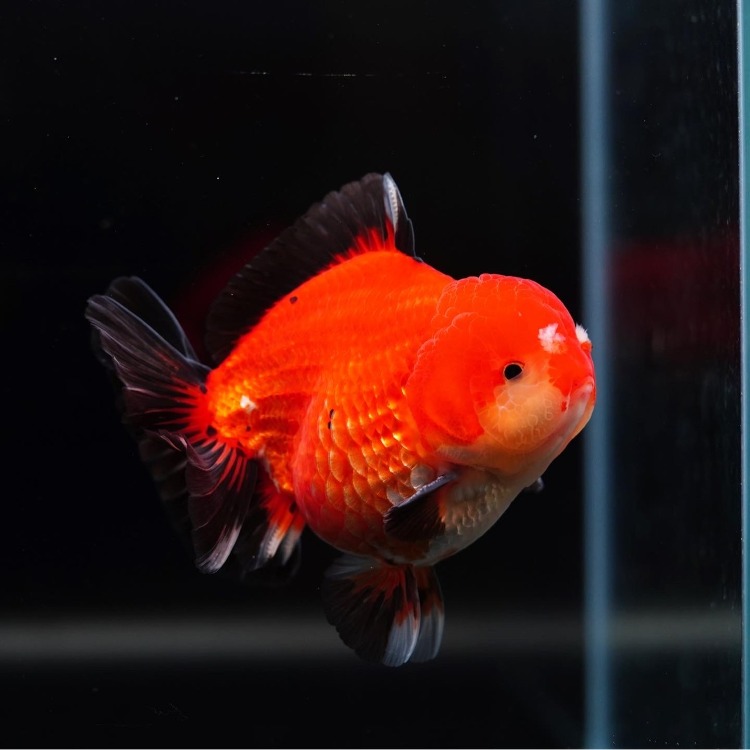 LILIKAZ CHUBBY SHORT TAIL ORANDA_리리카즈 츄비 오란다/ 11-12cm_수컷추정/ LILIKAZ_0505_03