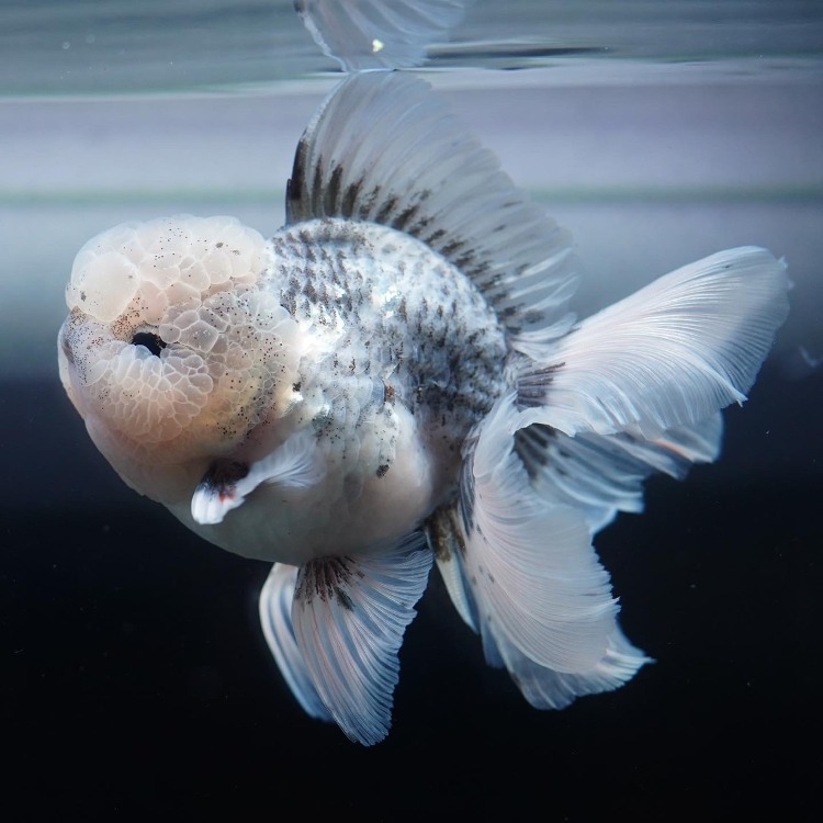 LILI KAZ) CALICO ROSETAIL ORANDA_리리카즈 칼리코 로즈테일 오란다/ 14cm_수컷추정/ LILIKAZ_0509_12