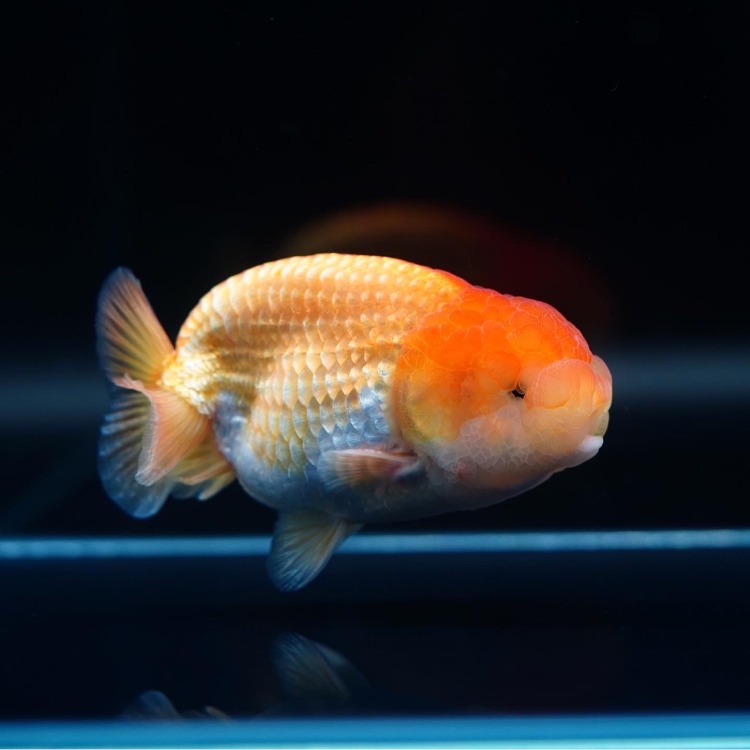 MENG HYBRID RANCHU_맹 하이브리드 난주/ 11cm_수컷추정/ MENG_0509_4