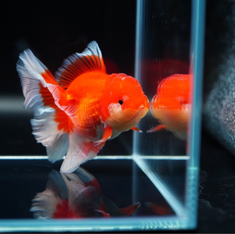 LILIKAZ ROSETAIL ORANDA_리리카즈 로즈테일 오란다/ 12-13cm_암컷추정/ LILIKAZ_0525_7