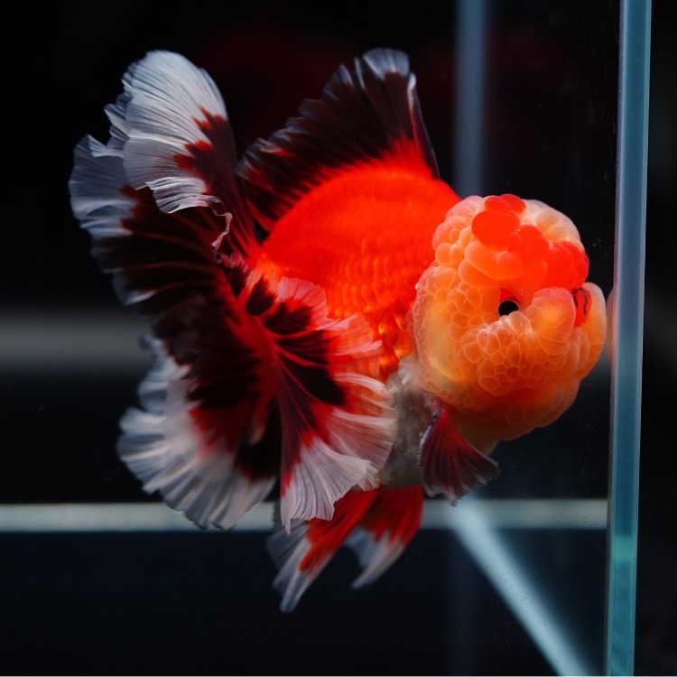 LILIKAZ ROSETAIL ORANDA_리리카즈 로즈테일 오란다/ 12-13cm_수컷추정/ LILIKAZ_0525_1