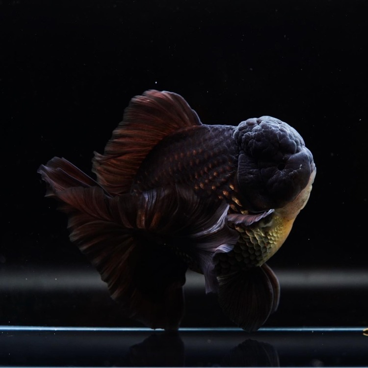 SHOGUN JUMBO BLACK ORANDA_쇼군 점보 블랙 오란다 19-20cm급_숫추정/ SHOGUN_0505-6