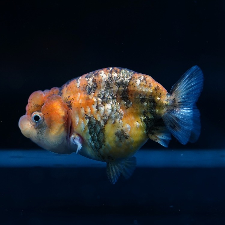 MENG BABY RANCHU_맹 퀄리티 난주 유어/ 4-5cm_암수추정불가/ MENG_0602_3