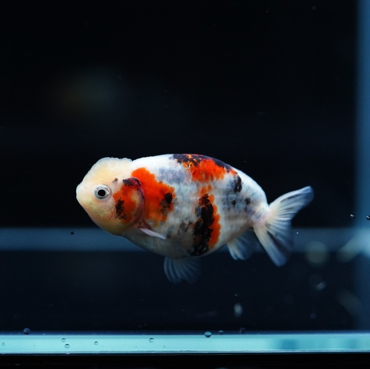 MENG BABY RANCHU_맹 퀄리티 난주 유어/ 4-5cm_암수추정불가/ MENG_0602_10