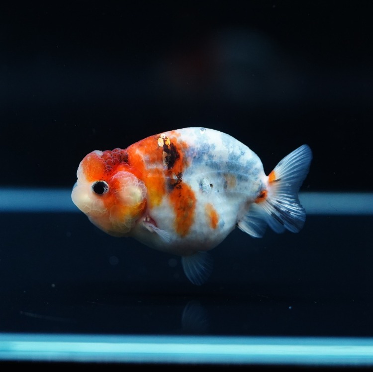 MENG BABY RANCHU_맹 퀄리티 난주 유어/ 4-5cm_암수추정불가/ MENG_0602_12