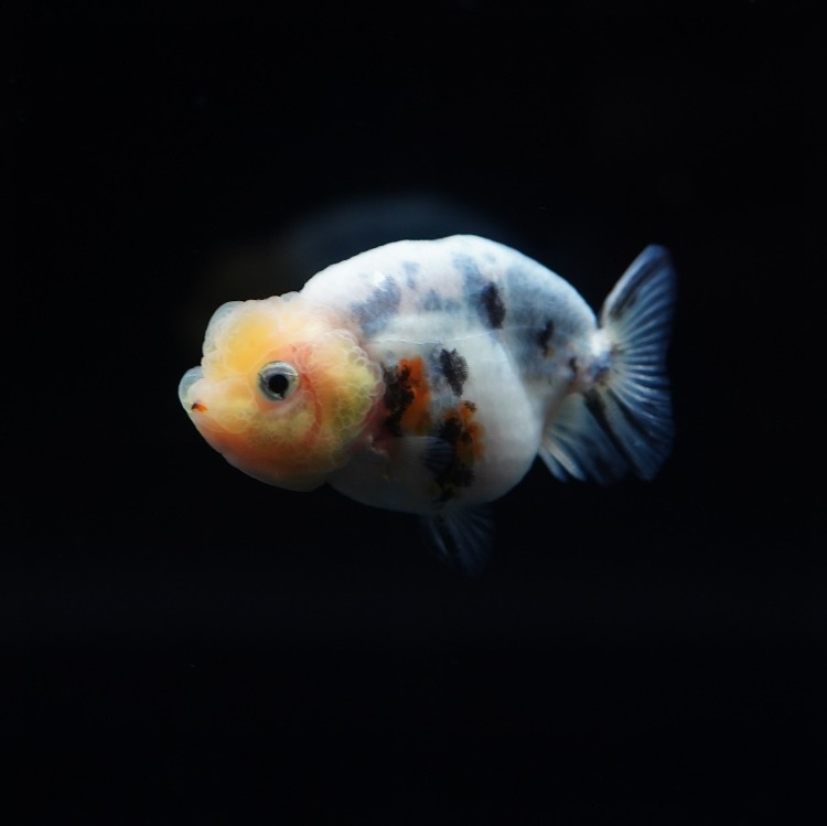 MENG BABY RANCHU_맹 퀄리티 난주 유어/ 4-5cm_암수추정불가/ MENG_0602_6