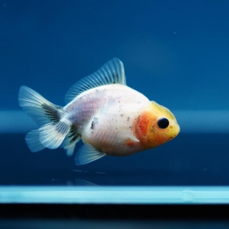 MENG BABY ROSETAIL ORANDA_맹 베이비 로즈테일 오란다/ 6-7cm_암수추정불가/ MENG BABY_1225_14