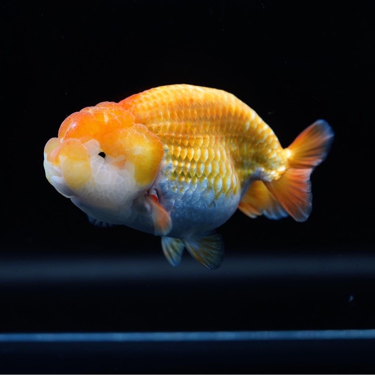 MENG HYBRID RANCHU_맹 하이브리드 난주/ 14cm_암컷추정/ MENG_0509_7