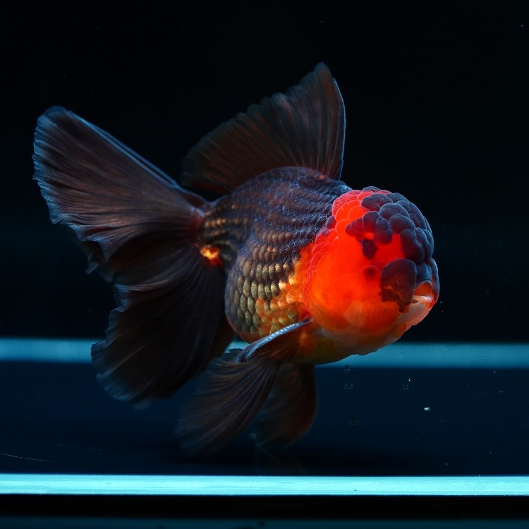 MENG ROSETAIL ORANDA_맹 로즈테일 오란다/ 12-13cm급_수컷추정/ MENG_0615_6