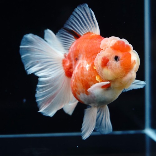 LILI KAZ) SAKURA ROSETAIL ORANDA_사쿠라 로즈테일 오란다/ 13-14cm_암컷추정/ LILIKAZ_0511_1