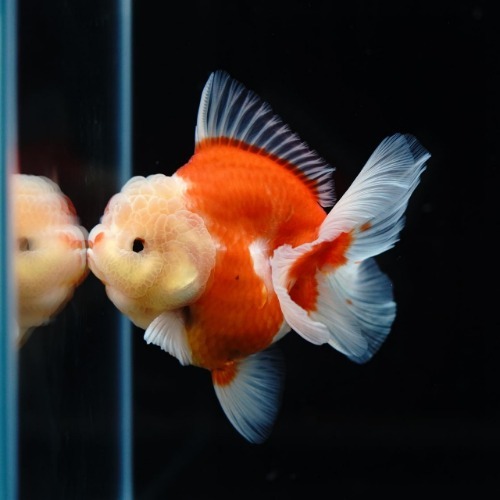 LILI KAZ) SAKURA ROSETAIL ORANDA_리리카즈 사쿠라 로즈테일 오란다/ 11-12cm_수컷추정/ LILIKAZ_0405_3