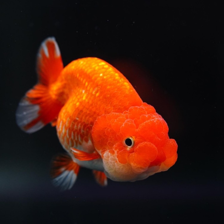 [Mr.AOR] RED&amp;WHITE RANCHU_미스터 오 홍백 난주/ 12-13cm_암컷추정/ Mr.AOR_0620_6