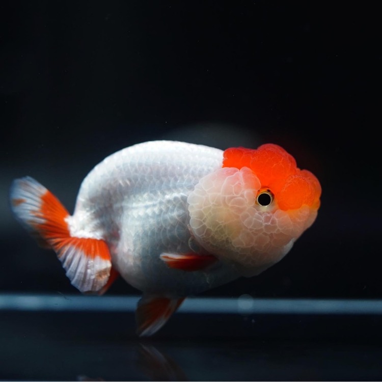 [Mr.AOR] RED&amp;WHITE RANCHU_미스터 오 홍백 난주/ 12-13cm_암컷추정/ Mr.AOR_0620_4