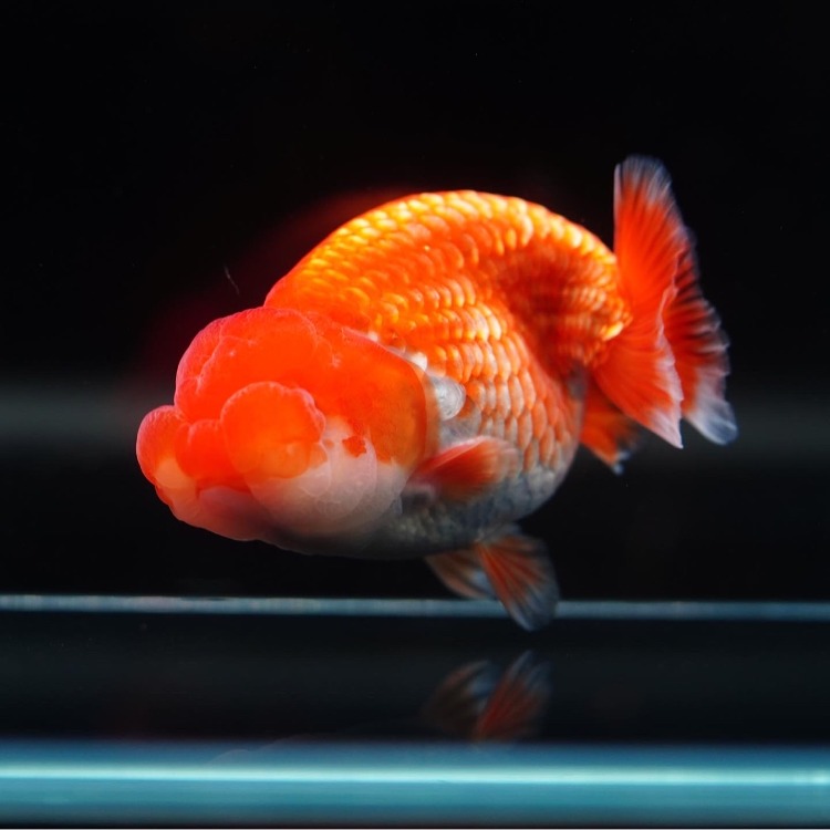 MENG HYBRID RANCHU_맹 하이브리드 난주/ 11cm_수컷추정/ MENG_0509_2