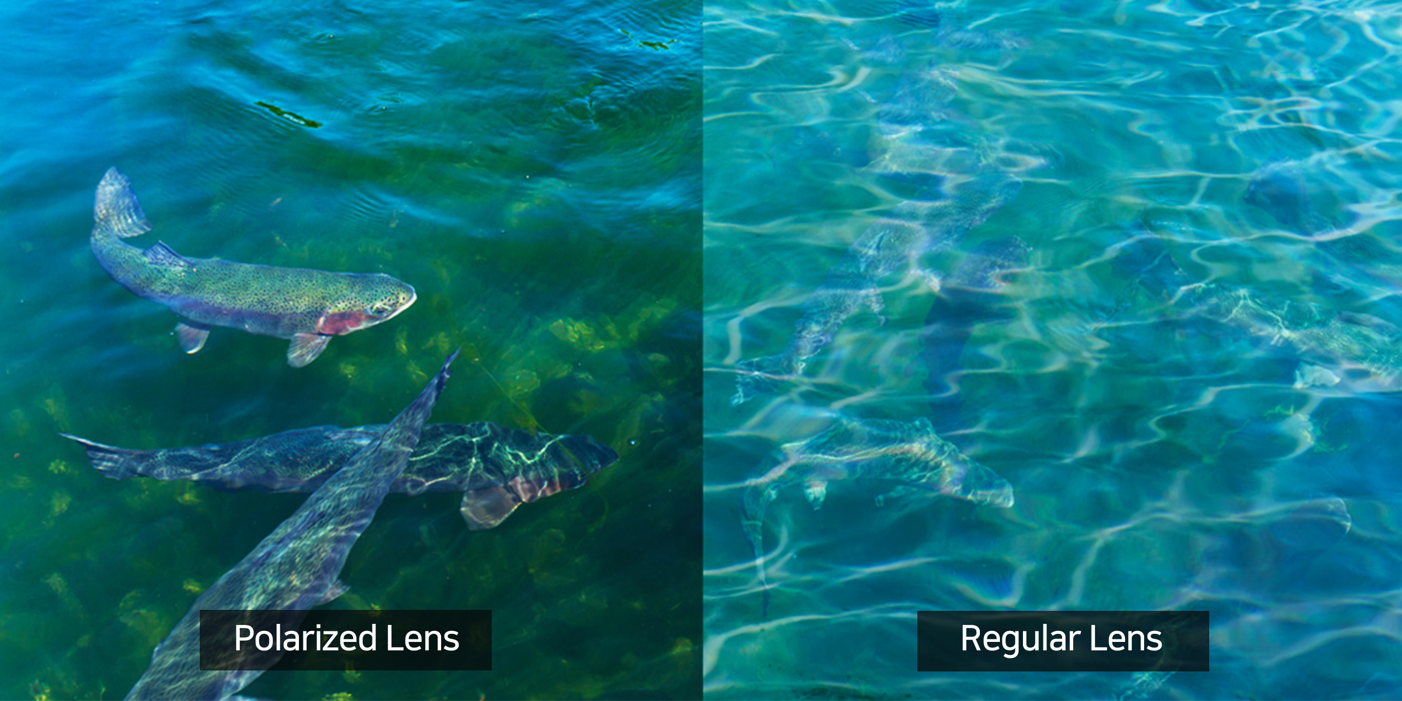 Polarized lensesPolarized lenses protect your eyes effectively by also  blocking also the scattered reflecti Stories - BLUE ELEPHANT