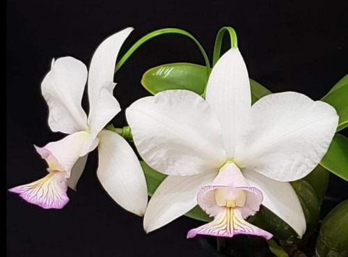 Cattleya nobilior