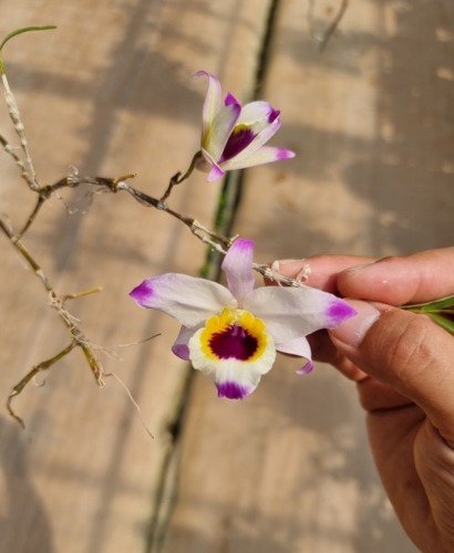 Dendrobium falconeri