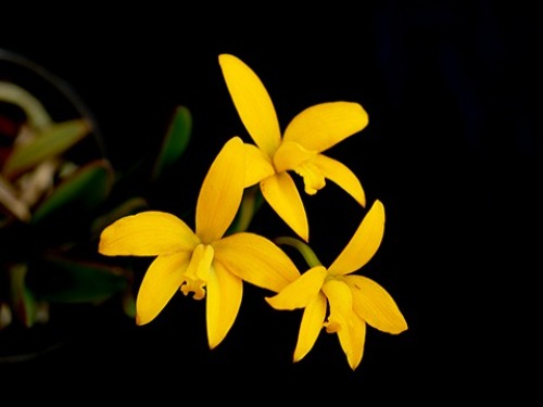 Cattleya esalqueana