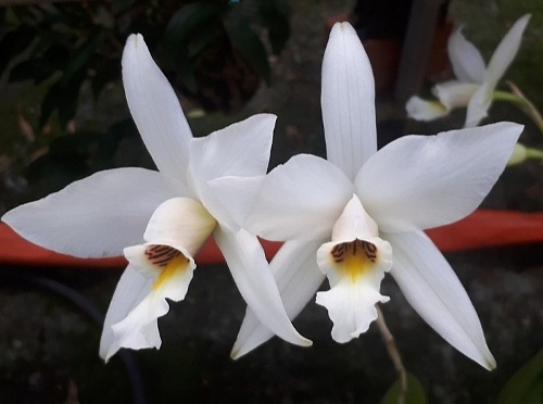 Laelia anceps fma.alba