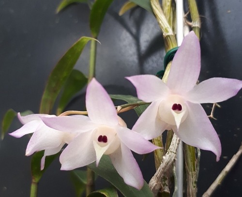 Dendrobium linguella