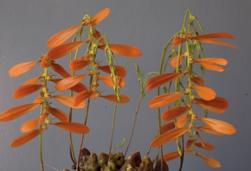 Bulbophyllum  kanburiense