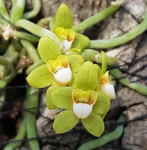 Chiloschista viridiflava