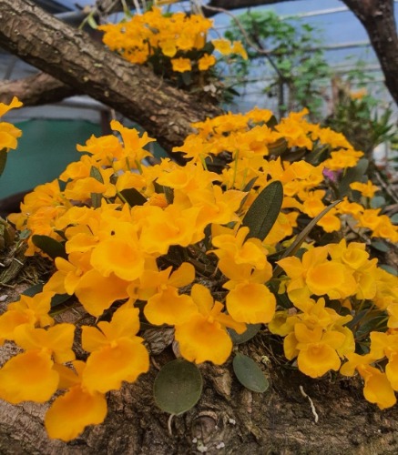 Dendrobium jenkinsii