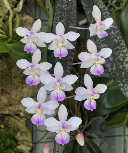 Phalaenopsis lindenii