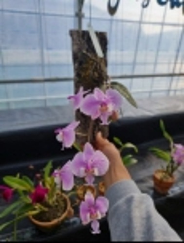 Phalaenopsis schilleriana