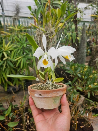 Cattleya wallisii var.alba