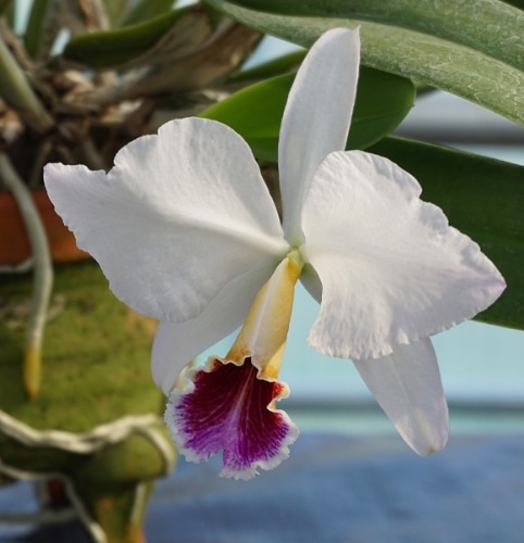 Cattleya percivaliana