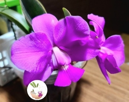 Cattleya walkeriana [ST-210a]