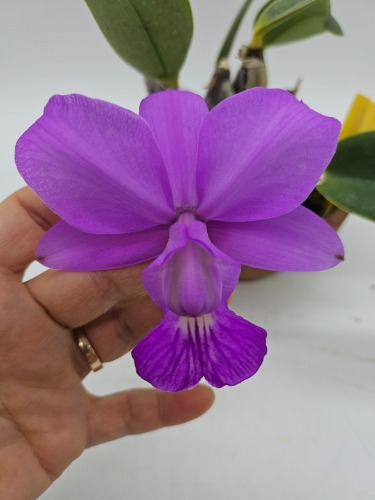 Cattleya walkeriana [S-31]