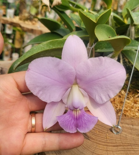 Cattleya walkeriana [ST-241]