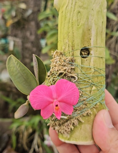 Cattleya wittigiana