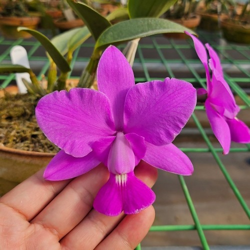 Cattleya walkeriana [ST-312]