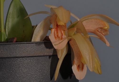 Coelogyne salmonicolor